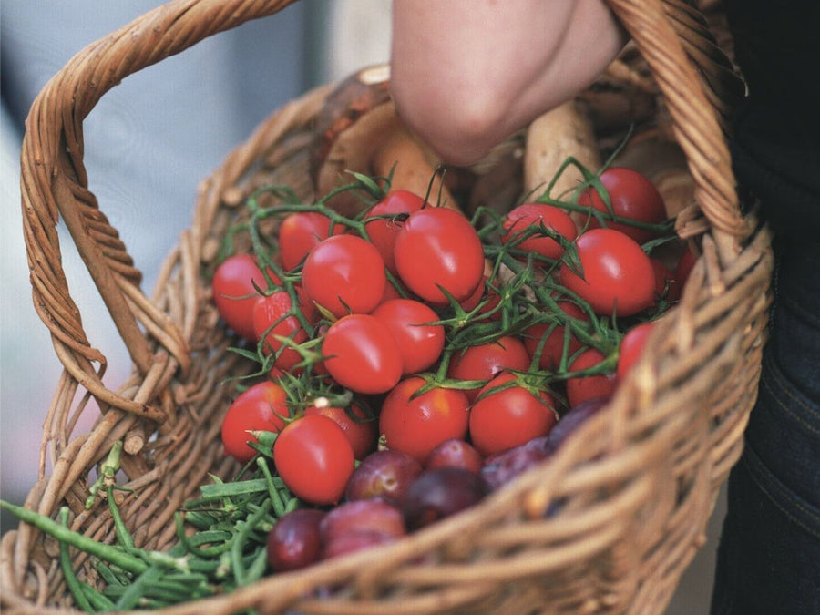 The Sweetest Reward: Growing Your Own Sun-Drenched Tomatoes