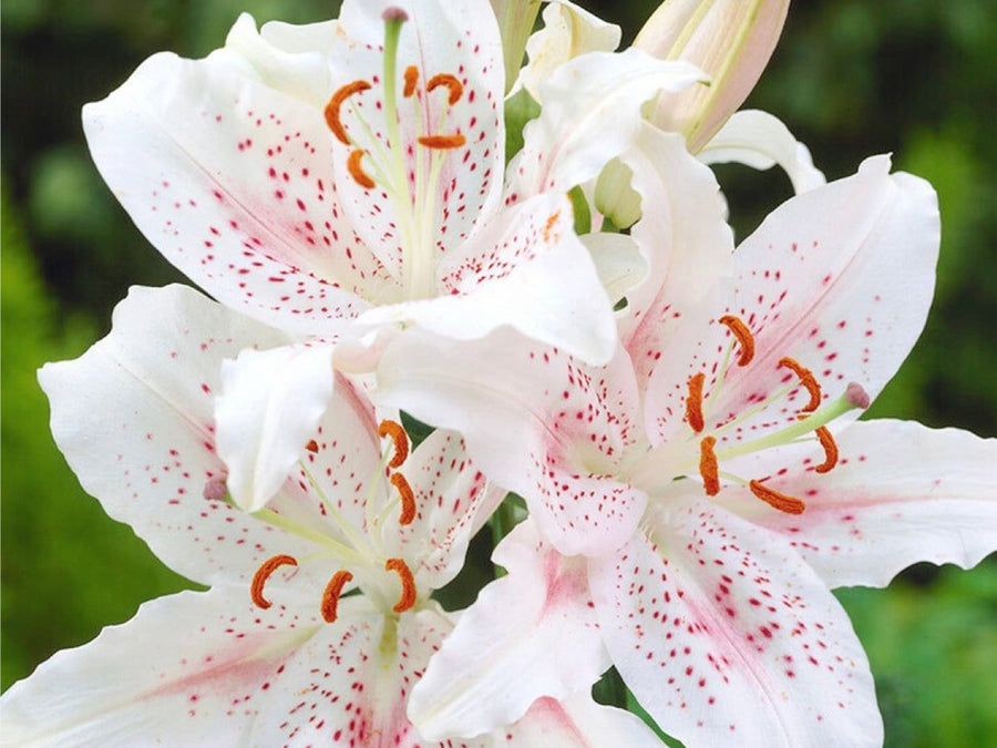 Bulbs, Beds & Beauty: Spring Awakening with HomeandFashion.love