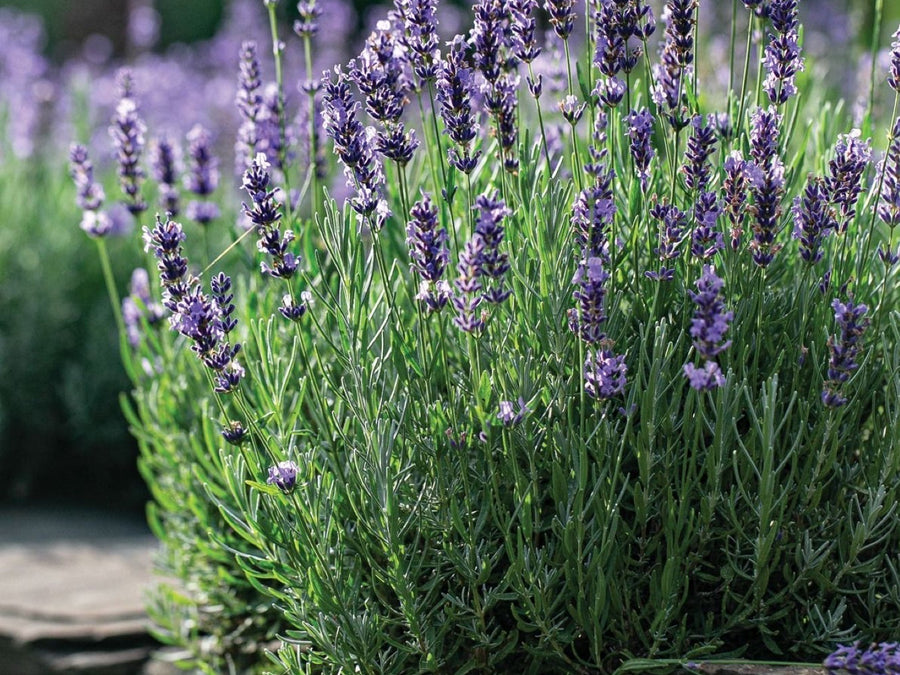 Buzz-Worthy Blooms