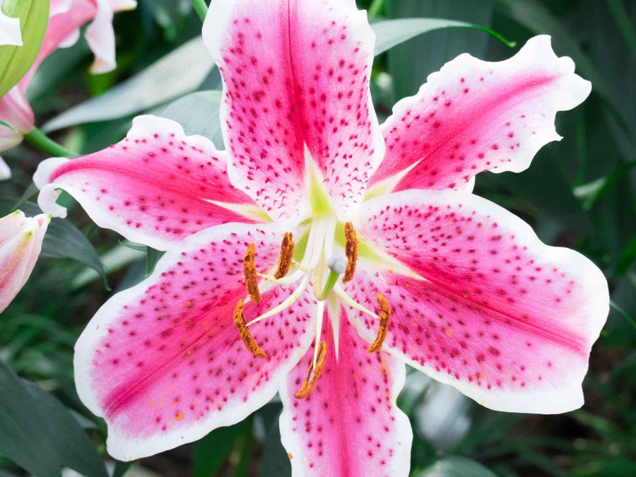Growing Graceful Elegance: How to Plant and Nurture Stargazer Oriental Lilies