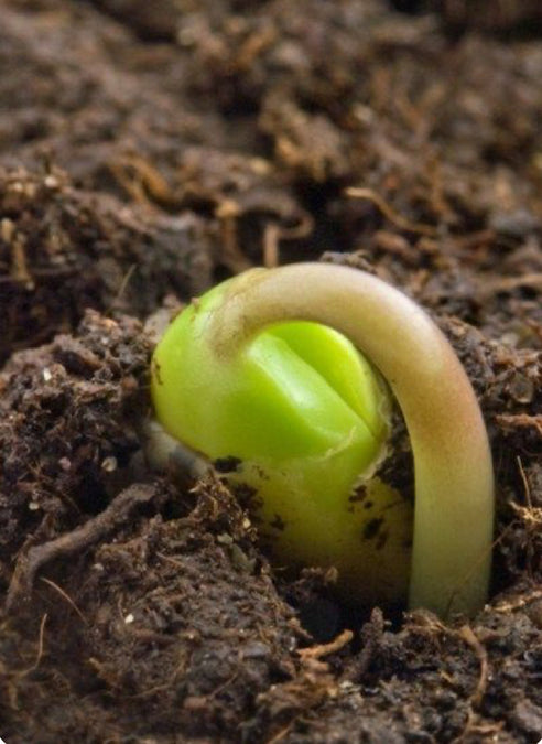 Before the Bloom: Awakening to Our True Essence