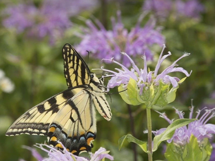 Wildflowers & Wonder: The Feminine Language of the Untamed Garden