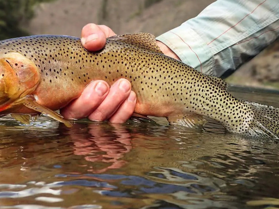 Trout Season in the Catskills