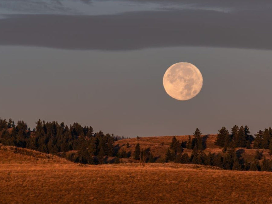 Under the harvest moon, every flower becomes couture…